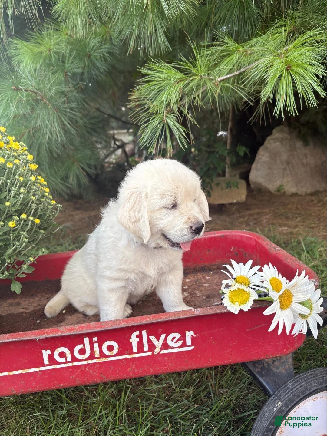 Golden Retriever dogs for sale: Daisy - Ad 1
