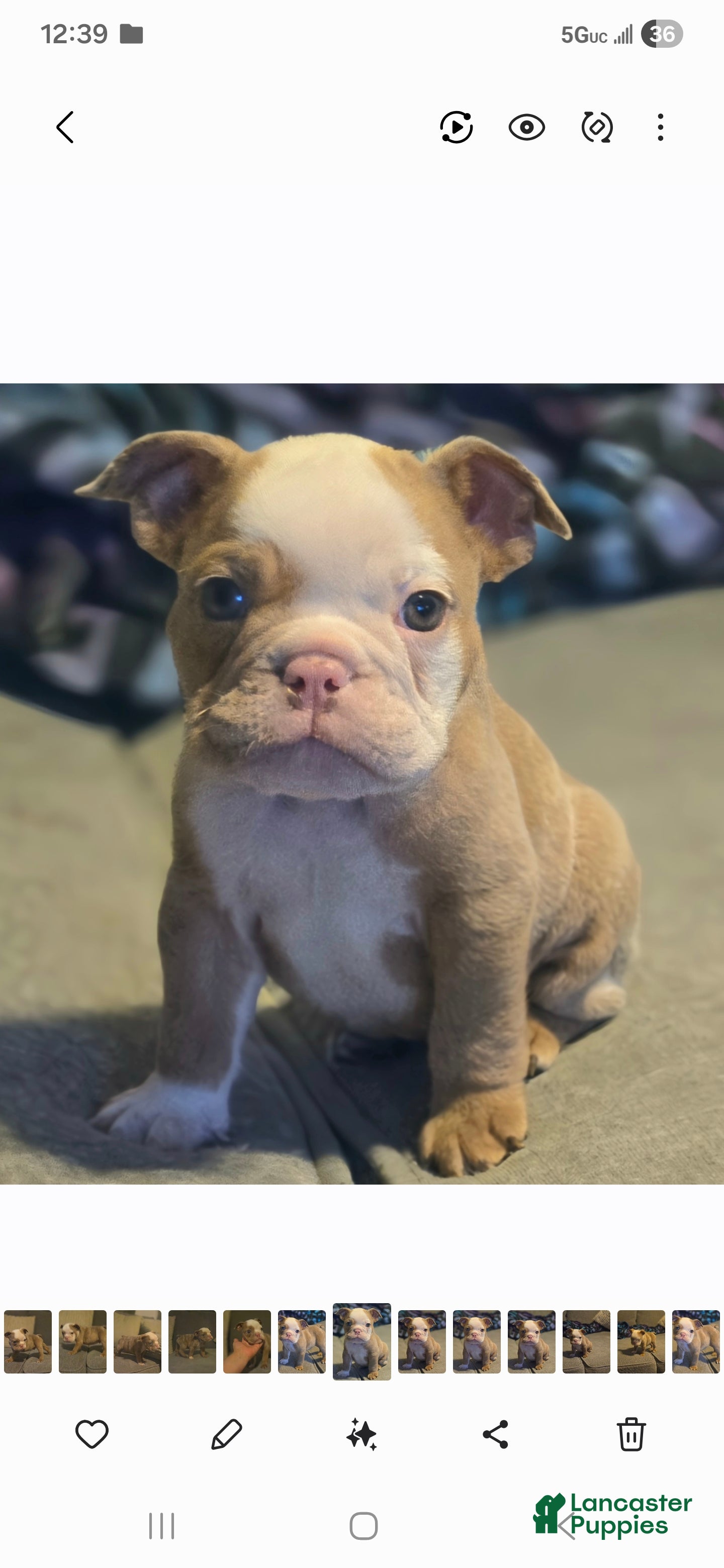 English Bulldog dogs 🌙🩵Moonpie🩵🌙 - Ad 2