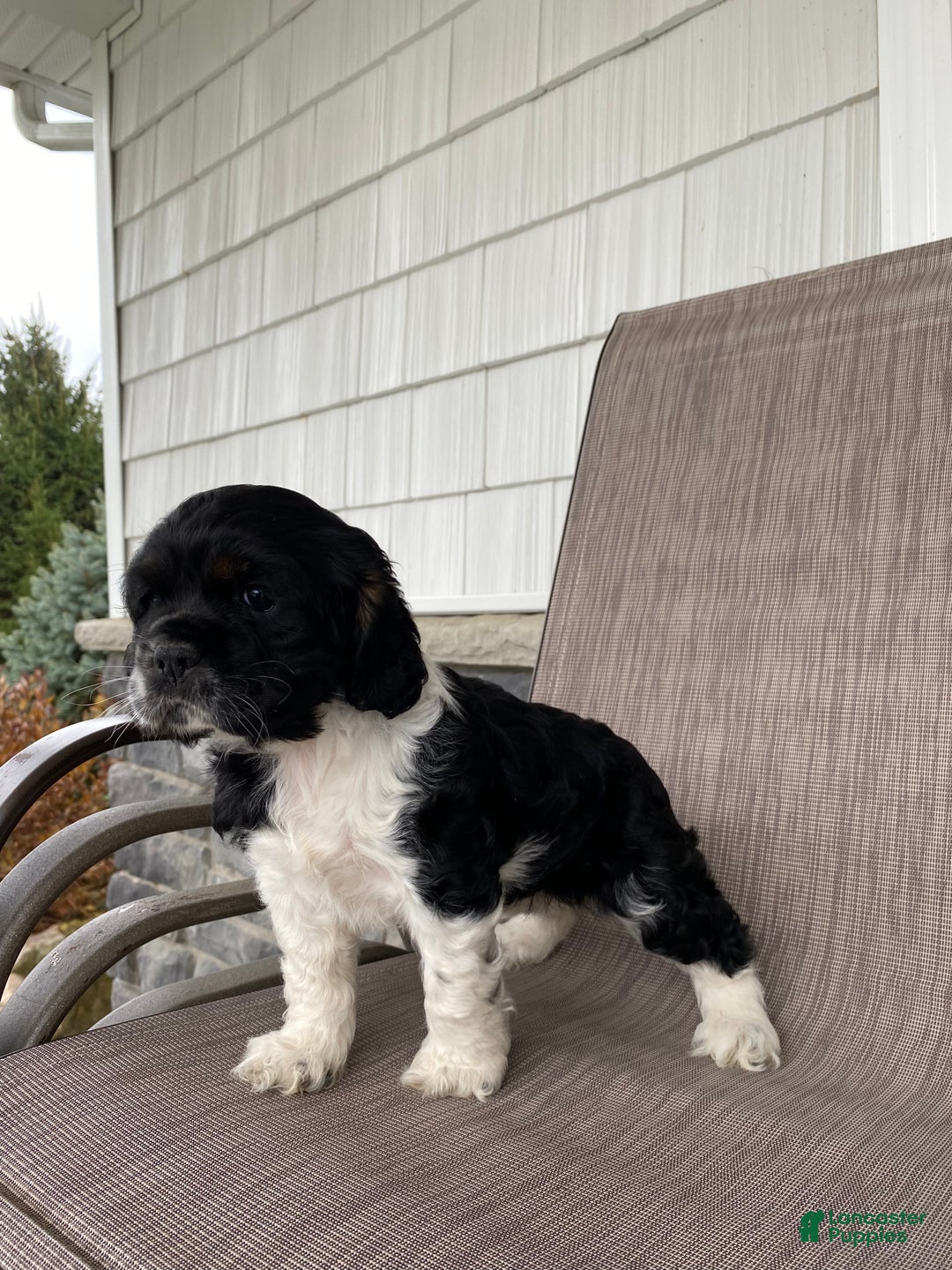 Cocker Spaniel dogs for sale: Roxy - Ad 1