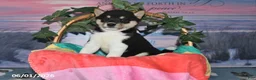 Shiba Inu dogs for sale: Lorene - Ad 4
