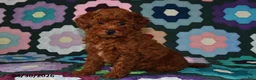 Miniature Poodle dogs for sale: Lucy - Ad 4