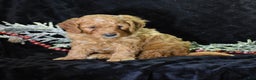 Mini Goldendoodle dogs for sale: Gregy - Ad 4