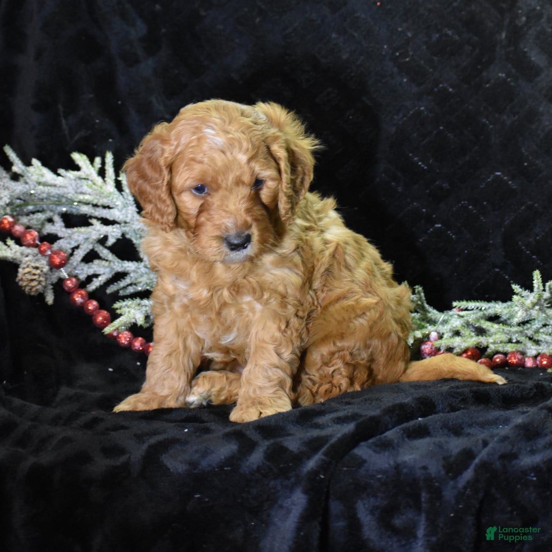 Mini Goldendoodle dogs for sale: Gregy - Ad 4