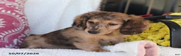 Miniature Dachshund dogs for sale: Ron - Ad 2