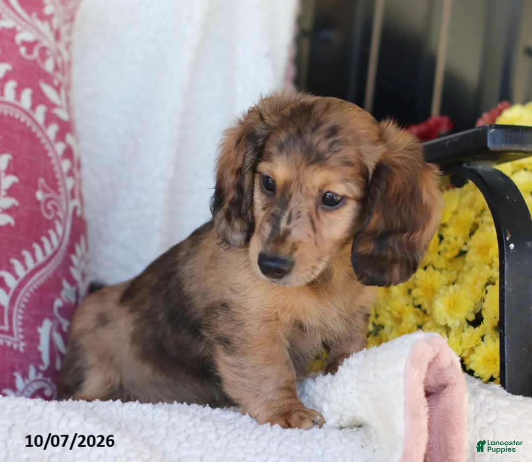 Miniature Dachshund dogs for sale: Ron - Ad 2