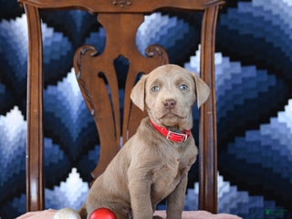 Labrador Retriever dogs Alice - Ad 7