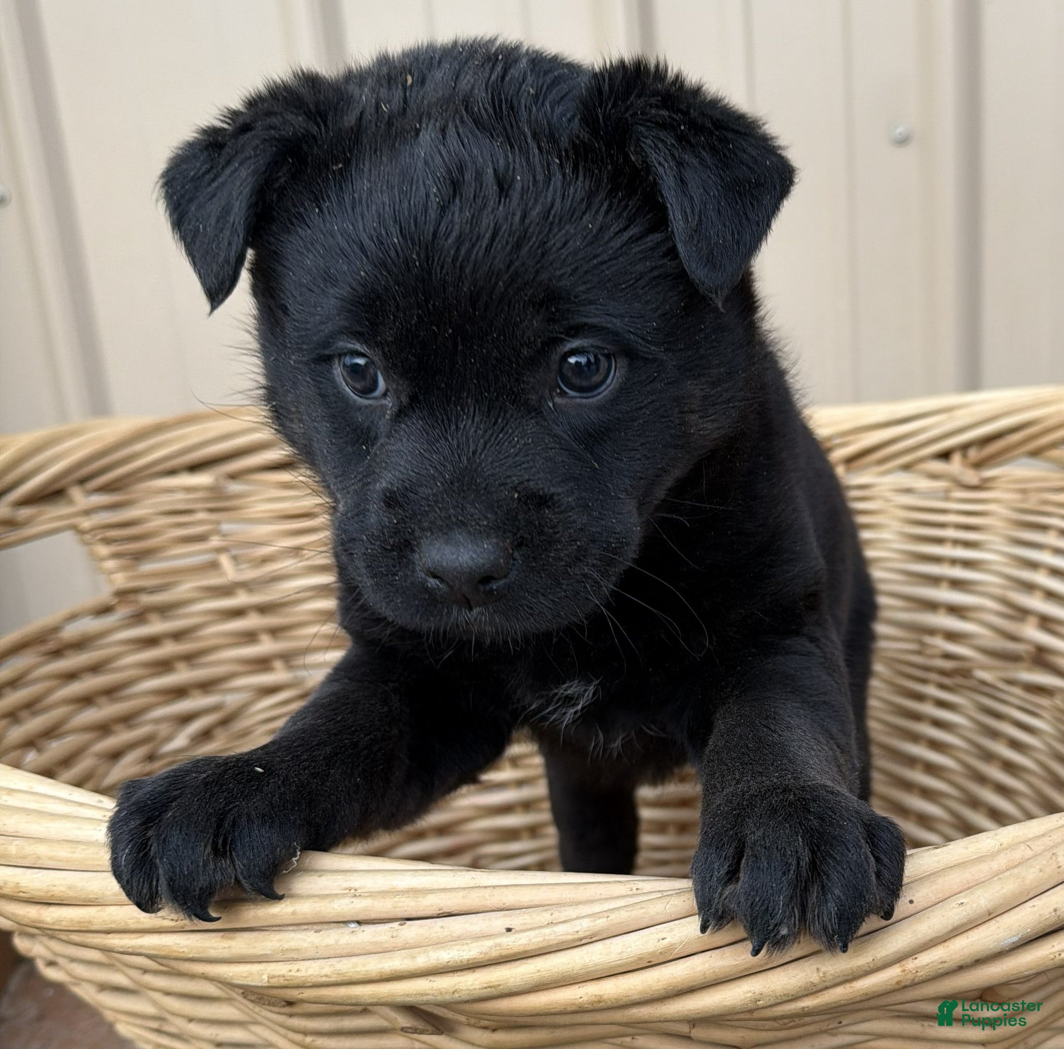 Rottweiler dogs Rottweiler Puppy 4 Rex - Ad 29