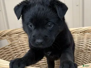 Rottweiler dogs Rottweiler Puppy 4 Rex - Ad 32