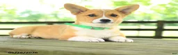 Welsh Corgi Pembroke dogs for sale: Kamala - Ad 4