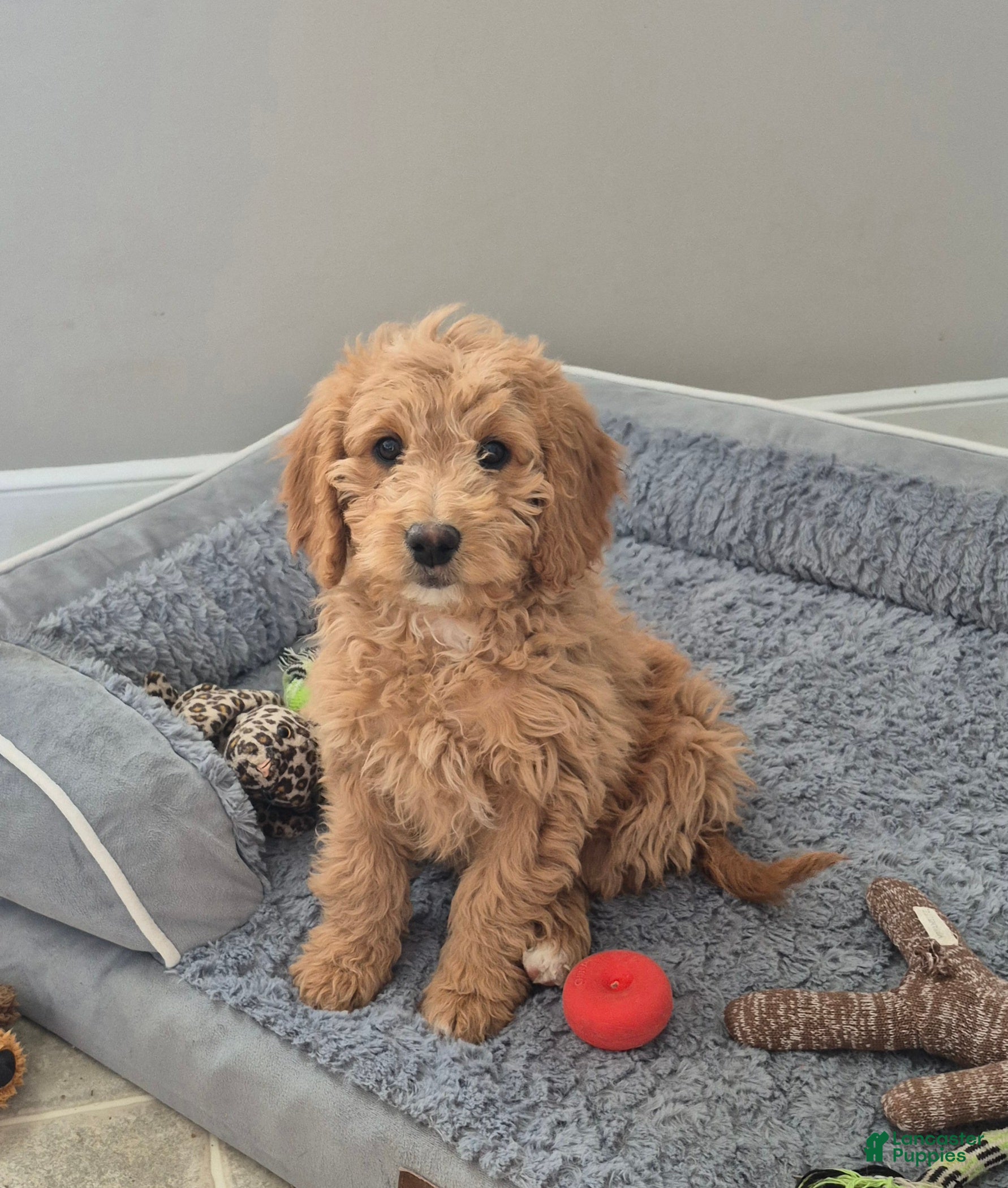 Goldendoodle dogs Ellie - Ad 17