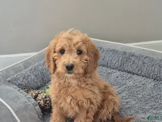 Goldendoodle dogs Ellie - Ad 17