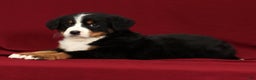 Bernese Mountain Dog dogs for sale: Ty - Ad 5