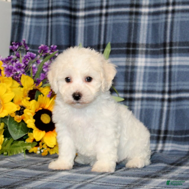 Bichon Frise dogs Fawn - Ad 2