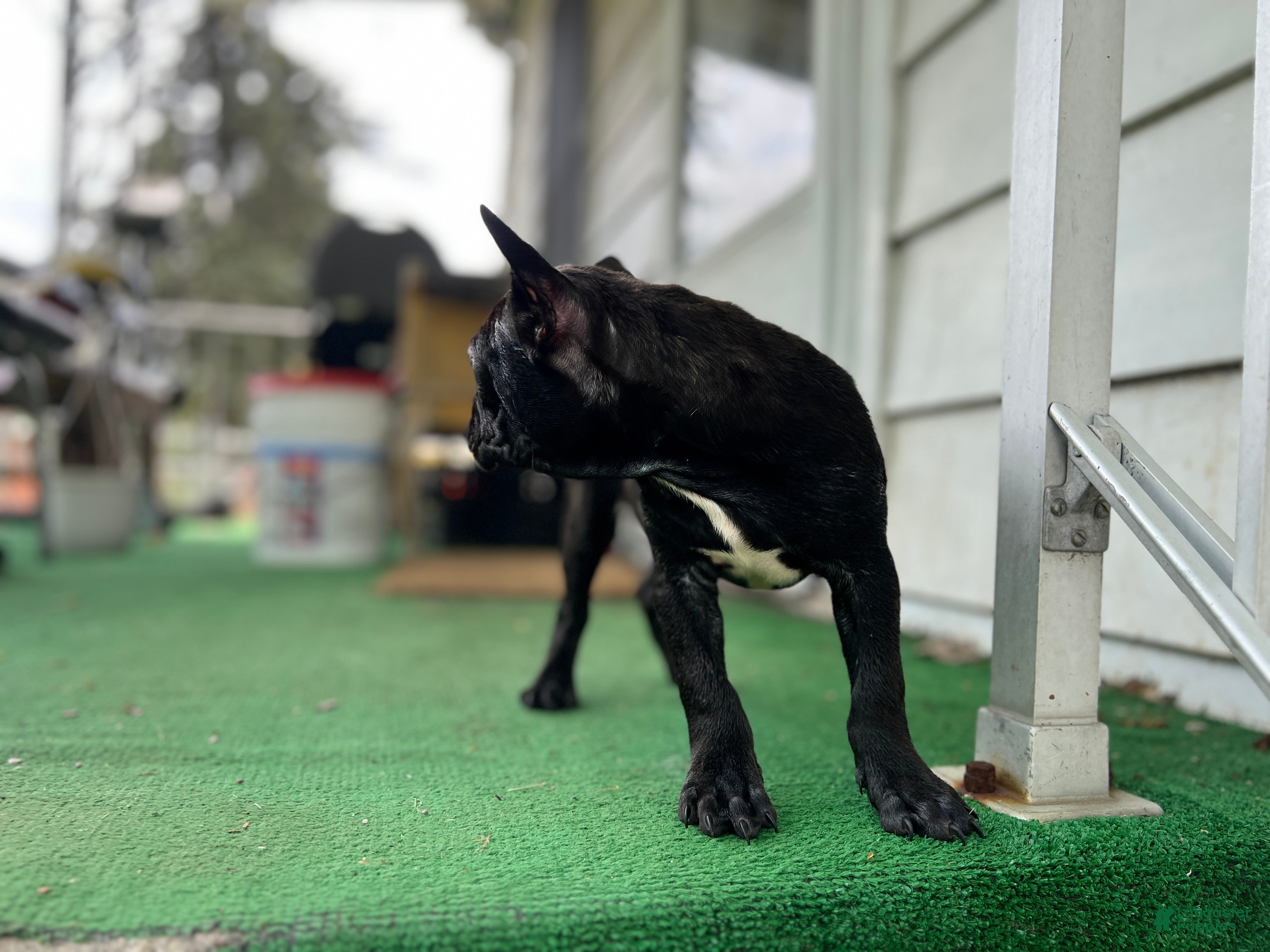Mixed Breed dogs Batman - Ad 1