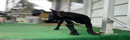 Mixed Breed dogs for sale: Batman - Ad 1