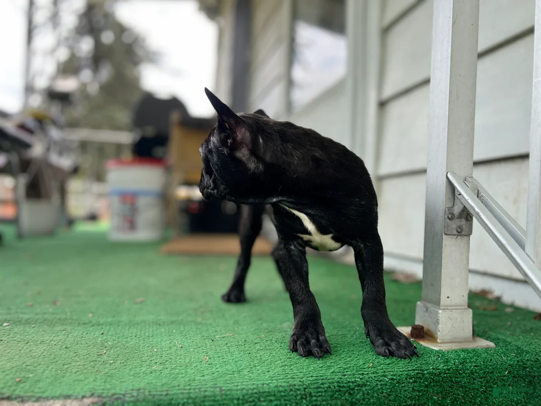 Mixed Breed dogs for sale: Batman - Ad 1