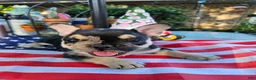 French Bulldog dogs for sale:  Bulldog 5 - Ad 3