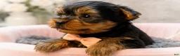 Yorkshire Terrier dogs for sale: Tito 1.4lbs - Ad 3