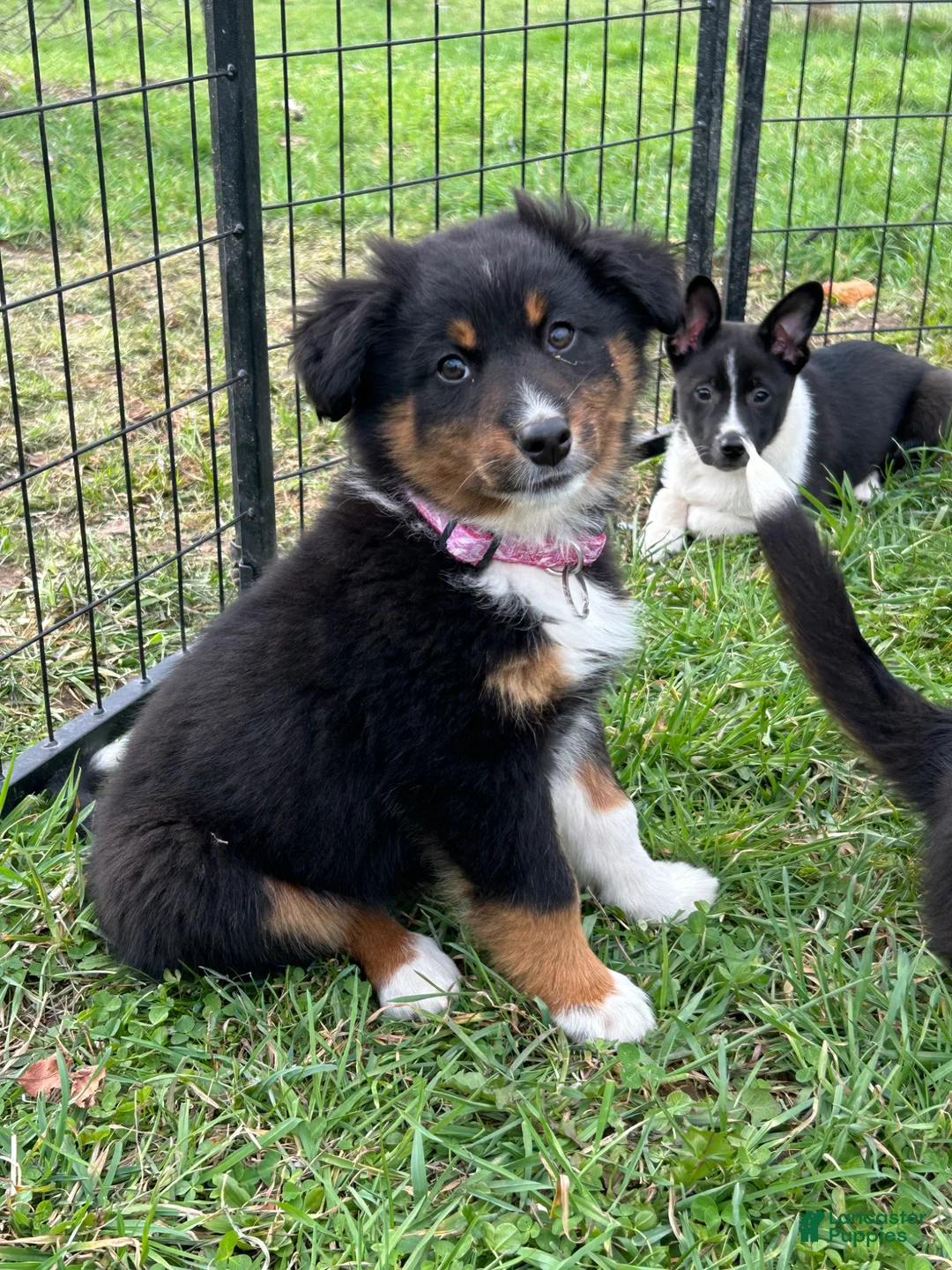 Australian Shepherd dogs for sale: Spice - Ad 1