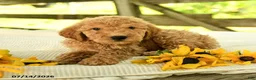 Mini Goldendoodle dogs for sale: Travis - Ad 7