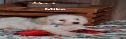 Teddy Bear dogs for sale: Mike  - Ad 2