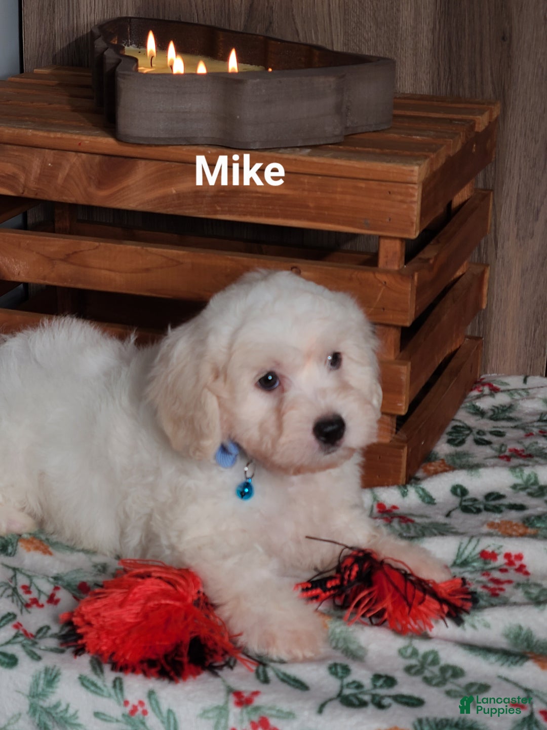 Teddy Bear dogs for sale: Mike  - Ad 2