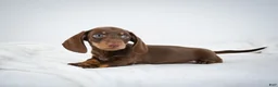 Miniature Dachshund dogs for sale: Asher - Ad 9