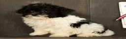 Havapoo dogs for sale: Twinkle - Ad 6