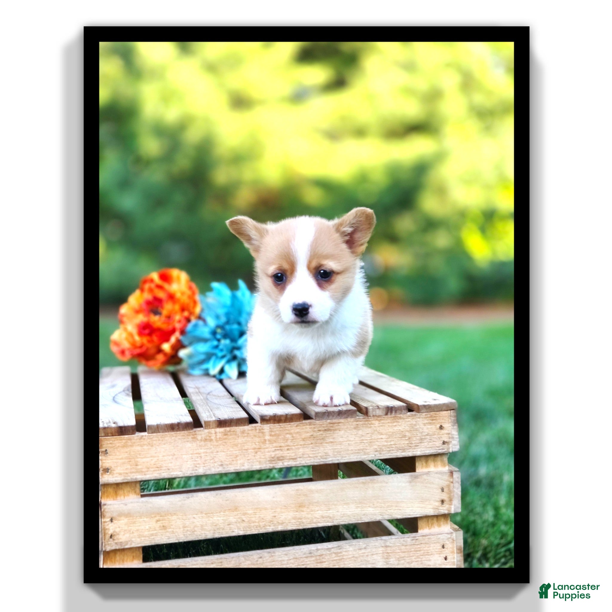 Welsh Corgi Pembroke dogs Tessi - Ad 1