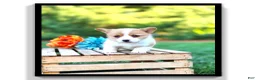 Welsh Corgi Pembroke dogs for sale: Tessi - Ad 1