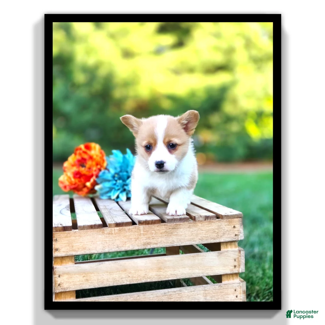 Welsh Corgi Pembroke dogs for sale: Tessi - Ad 1