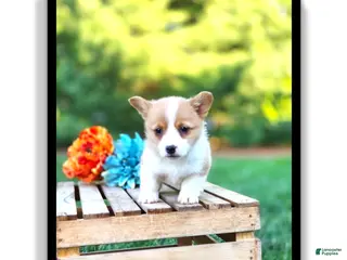 Welsh Corgi Pembroke dogs for sale: Tessi - Ad 1