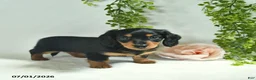Miniature Dachshund dogs for sale: Geraldine  - Ad 4