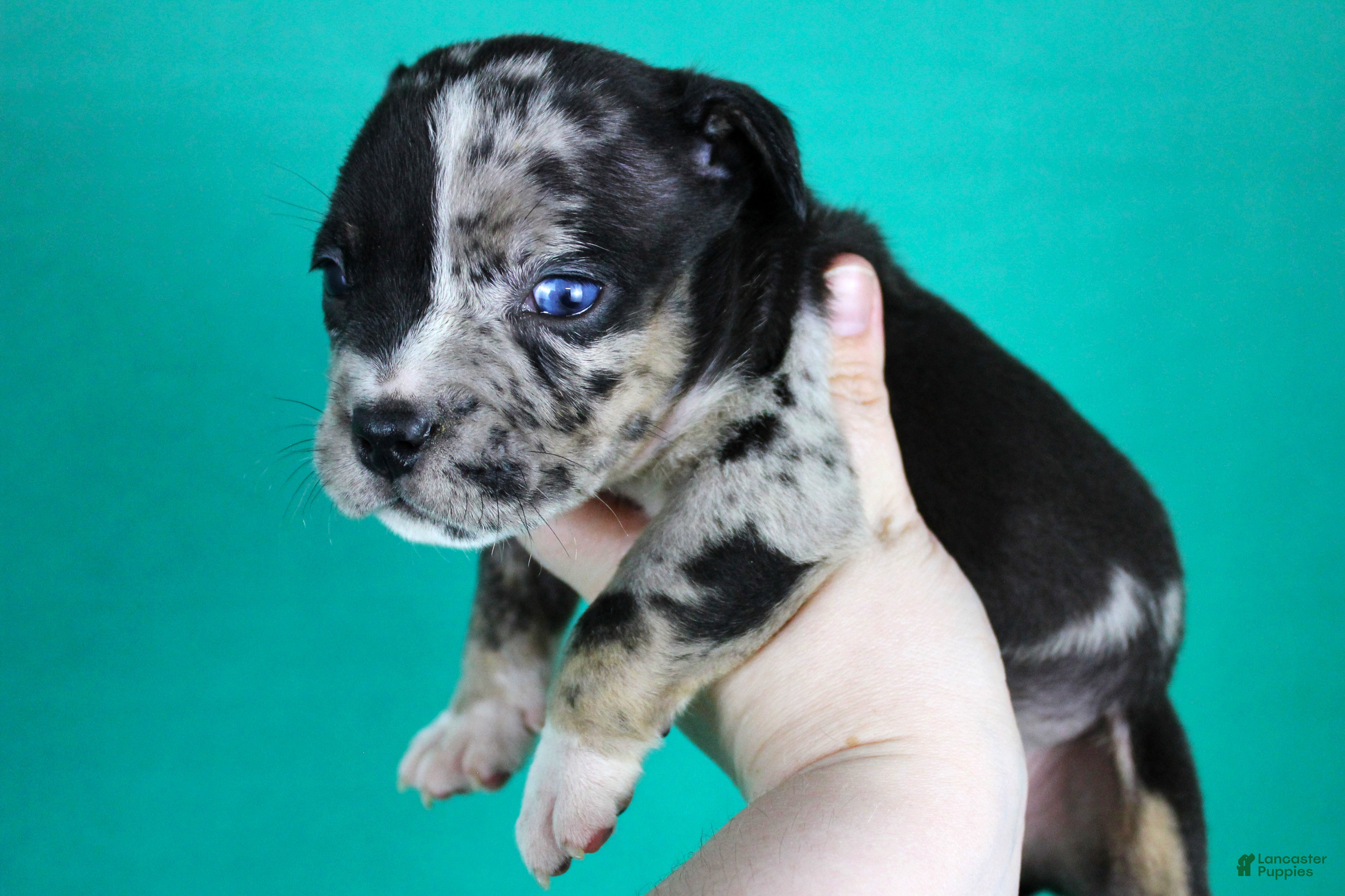 American Bully dogs Black Tri Merle Split Face Female - Ad 2