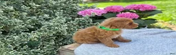 Toy Poodle dogs for sale: Pixie - Ad 4