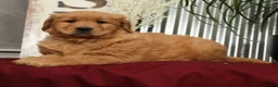 Golden Retriever dogs for sale: Addie - Ad 9