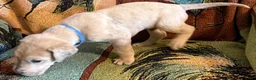 Great Dane dogs for sale: Blue - Ad 1