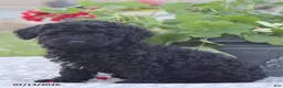 Miniature Poodle dogs for sale: Nevin - Ad 6