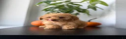 Toy Poodle dogs for sale: Ace - Ad 3