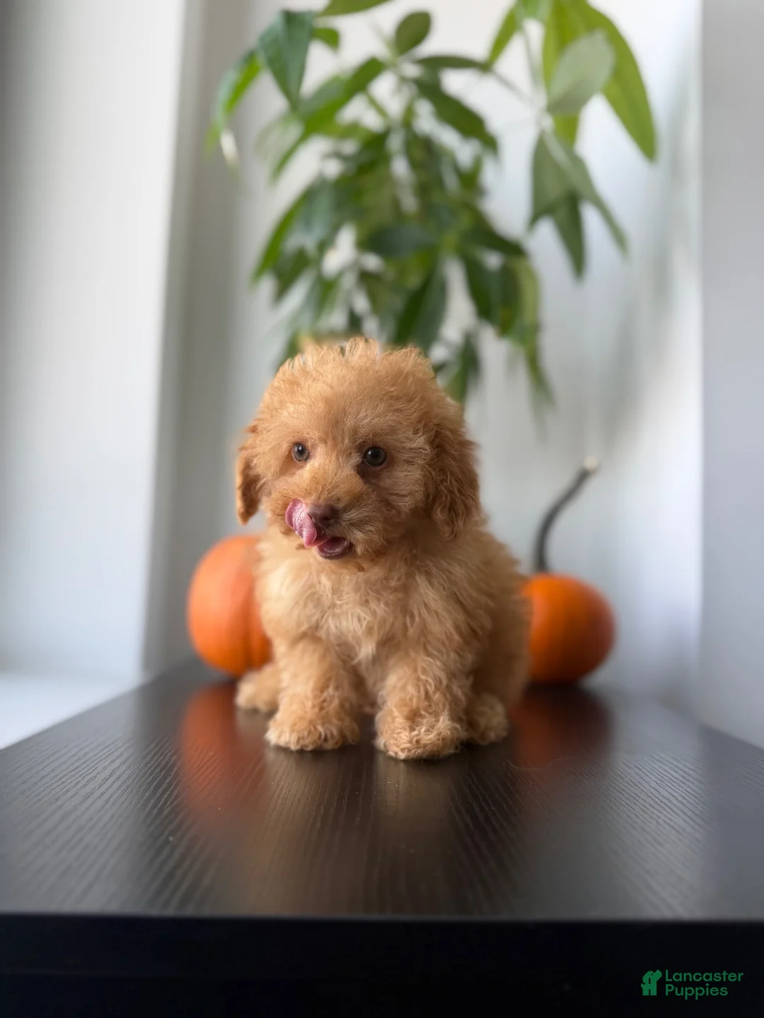 Toy Poodle dogs for sale: Ace - Ad 3