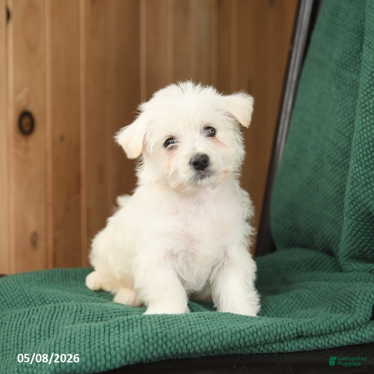 Westiepoo dogs Rosa  - Ad 1
