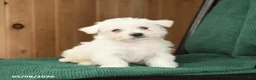 Westiepoo dogs for sale: Rosa  - Ad 1