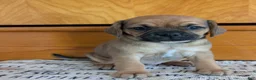 Puggle dogs for sale: Kenzie  - Ad 7