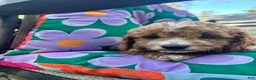 Cavapoochon dogs for sale: 💜 Purple Sunset - Ad 9