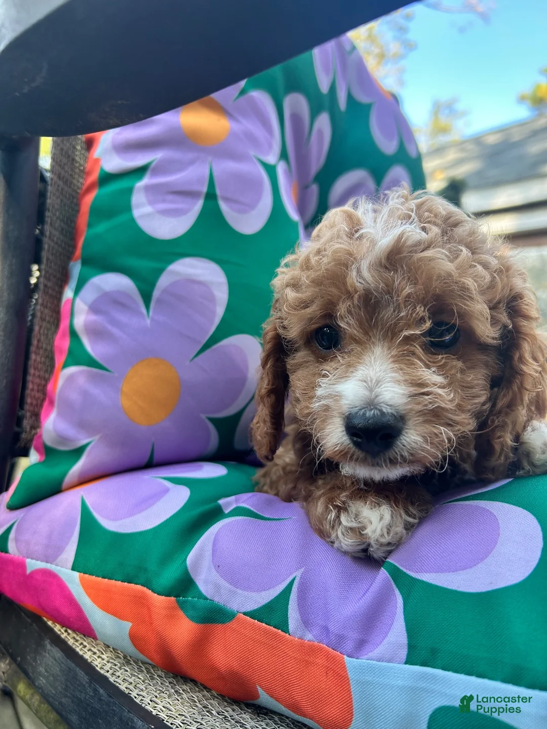 Cavapoochon dogs for sale: 💜 Purple Sunset - Ad 9