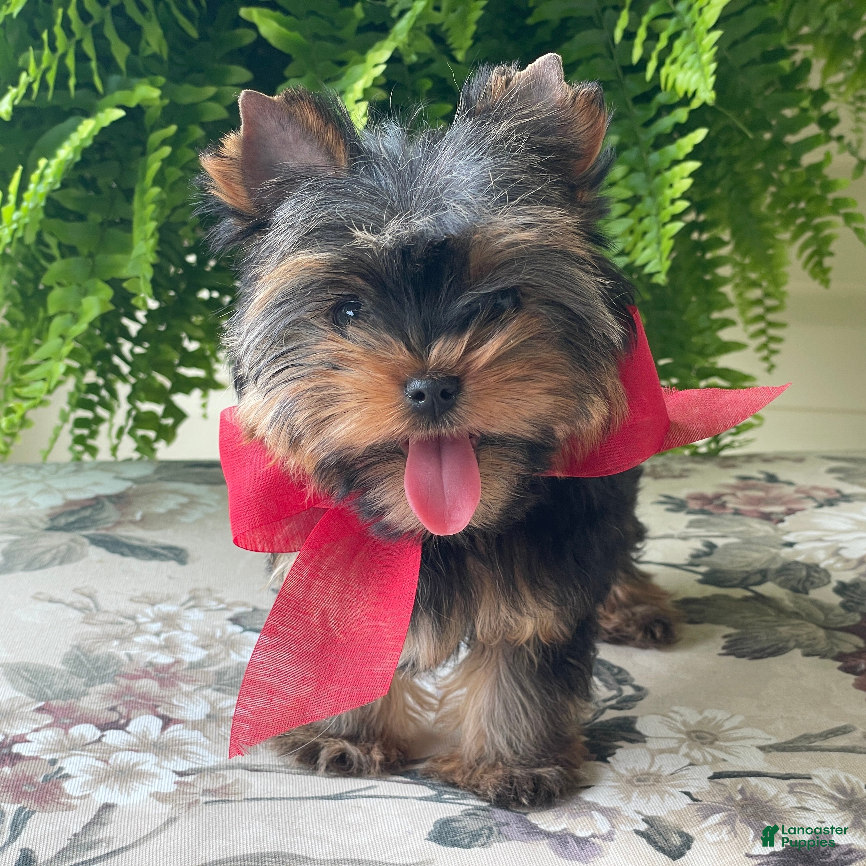 Biewer Terrier dogs Itty Bitty - Ad 2