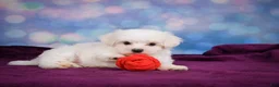 Maltese dogs for sale: Peanut - Ad 12