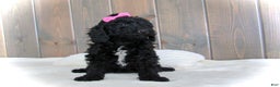 Mini Goldendoodle dogs for sale: Bella - Ad 6