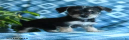 Mixed Breed dogs for sale: Dolly - Ad 5