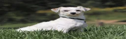 Havanese dogs for sale: Alex - Ad 9
